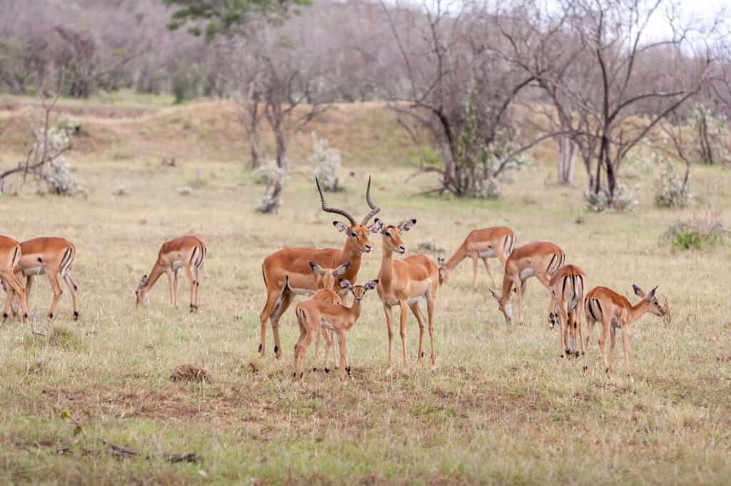 Herd of impala with young grazing on the Serengeti plains during a Tanzania safari
