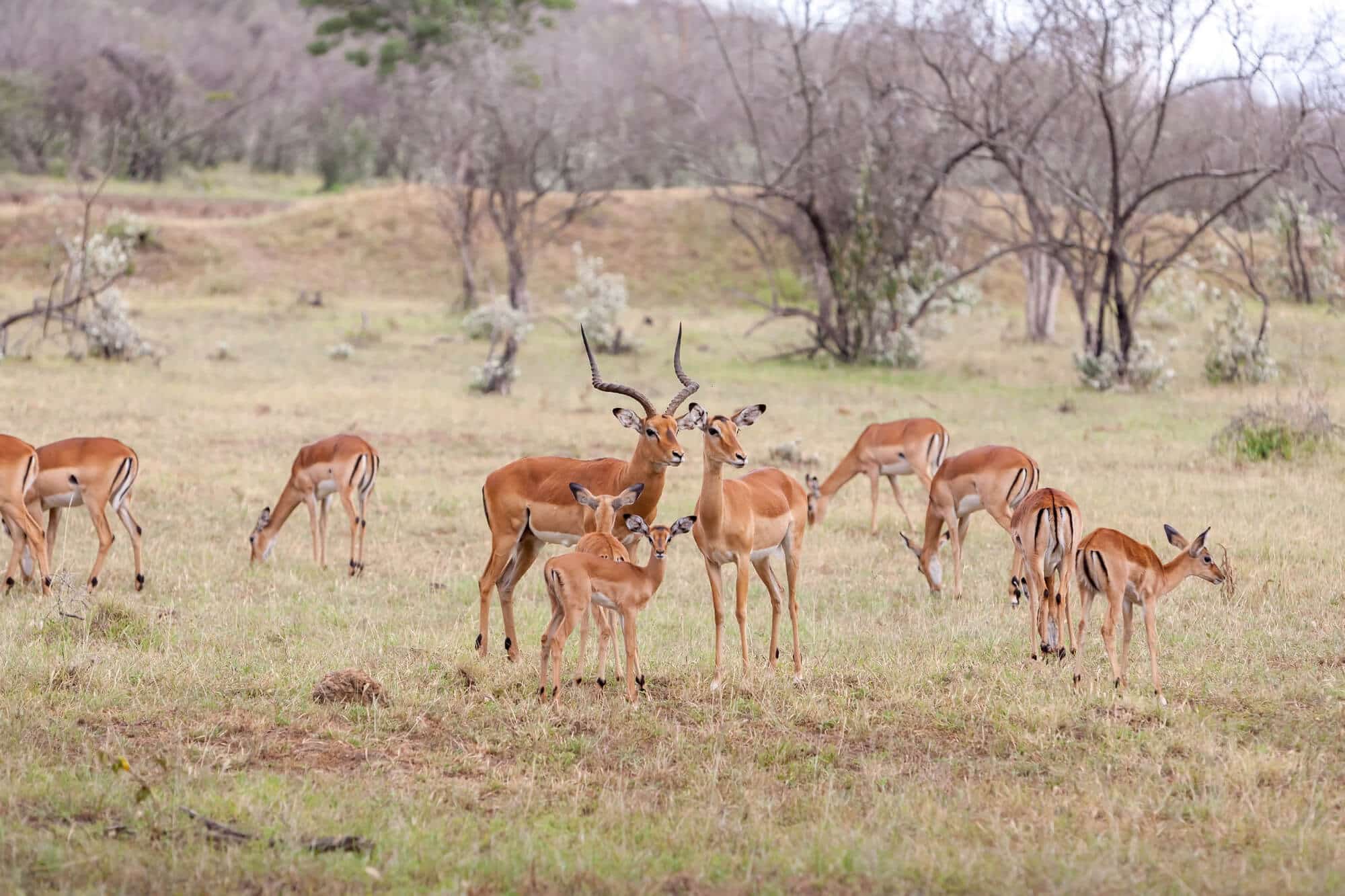 Herd of impala with young grazing on the Serengeti plains during a Tanzania safari