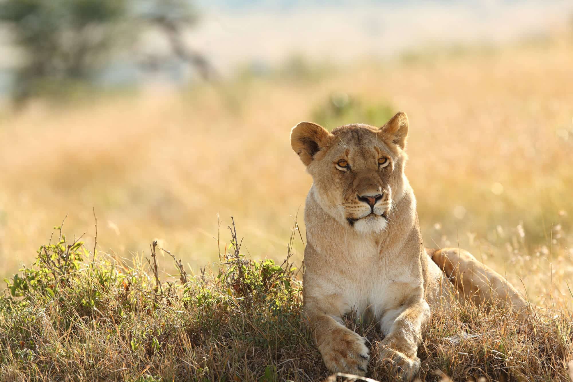 Lioness resting in the golden grasslands of the Serengeti during a Tanzania wildlife safari