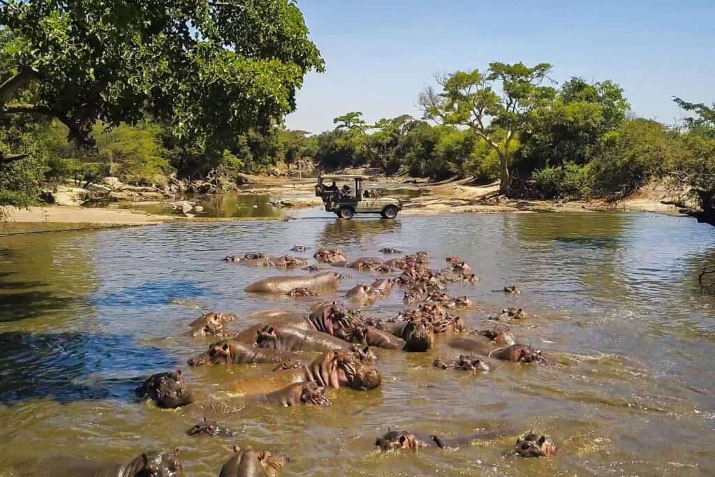 Large pod of hippos in a river beside a safari vehicle in the Serengeti, Tanzania