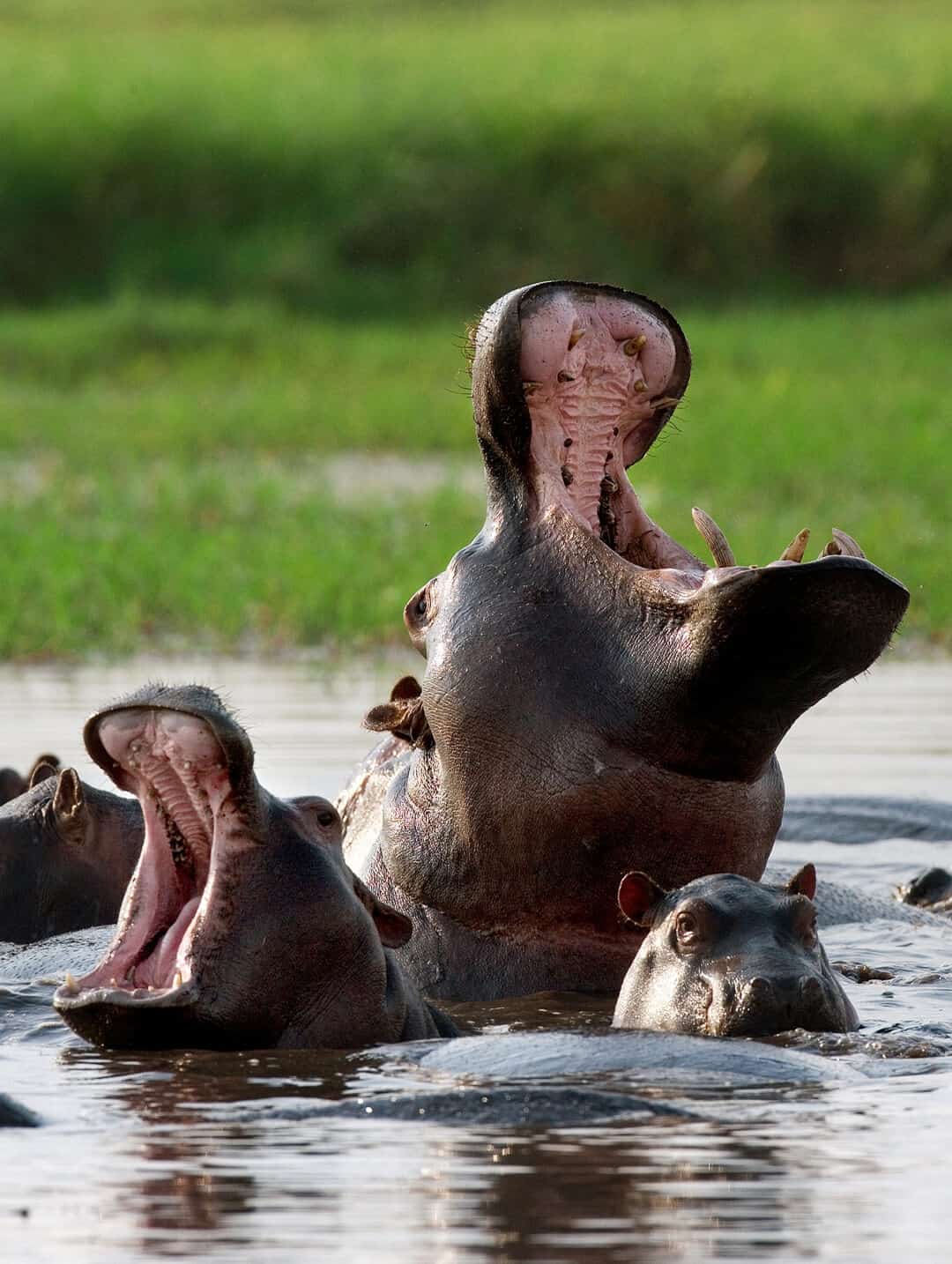 Hippos