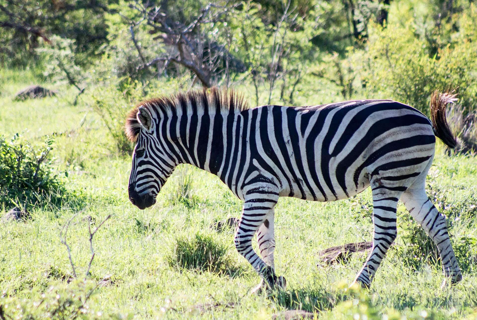 All-Safaris-Images-013