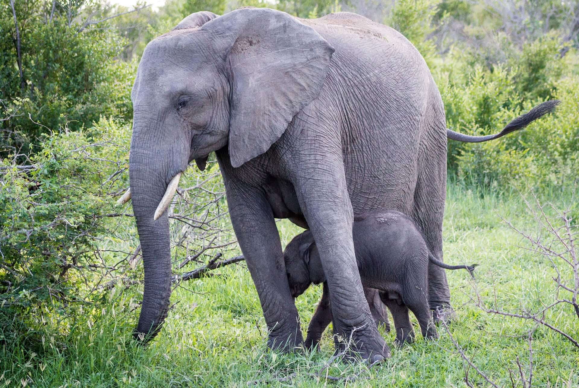 All-Safaris-Images-017