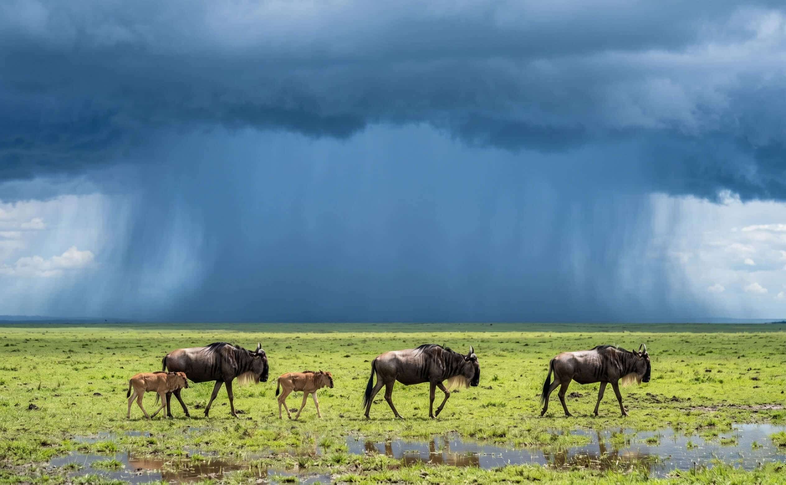 Calving-Season-Safari-Img-02