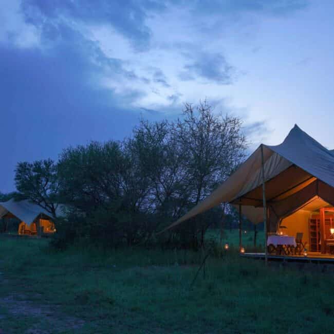 Luxury safari tents glowing at dusk in the Serengeti bush, Tanzania