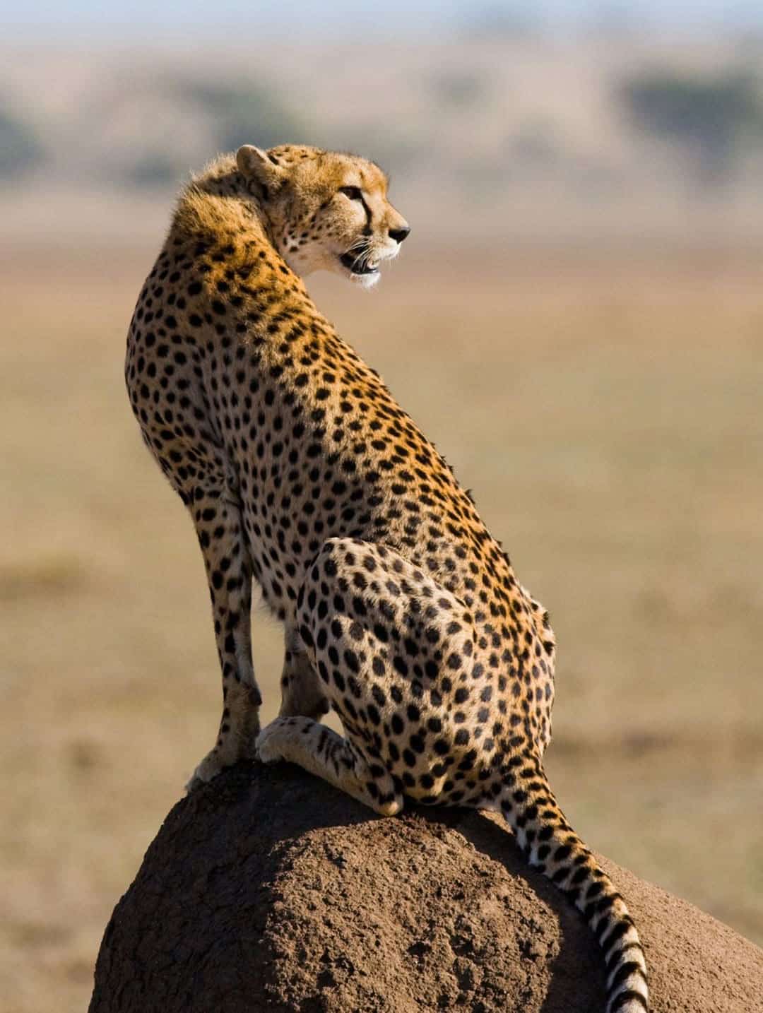 Cheetah perched on a termite mound scanning the plains in the Serengeti, Tanzania