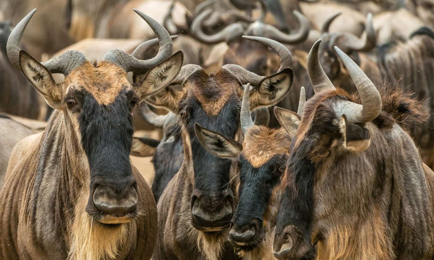 Northern-Serengeti