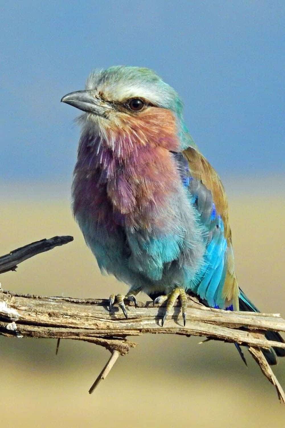 bird-watching
