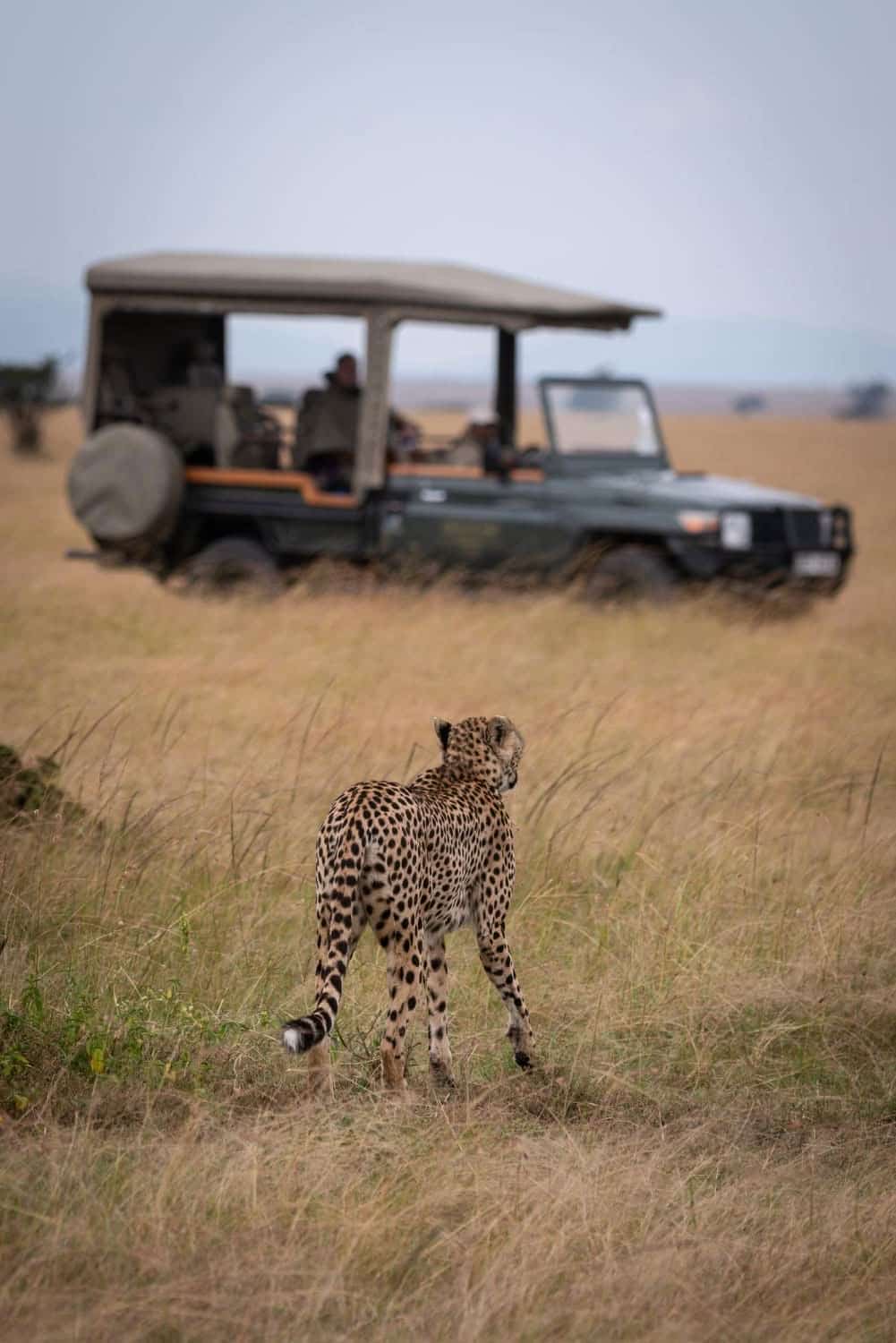 Cheetah in tall grass beside a safari vehicle on a game drive in the Serengeti, Tanzania