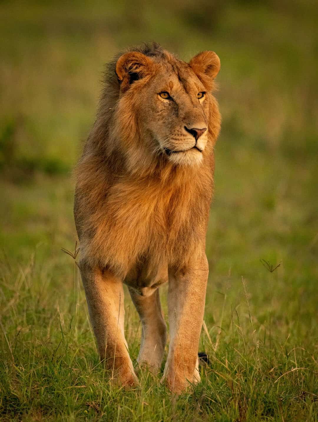 male-lion