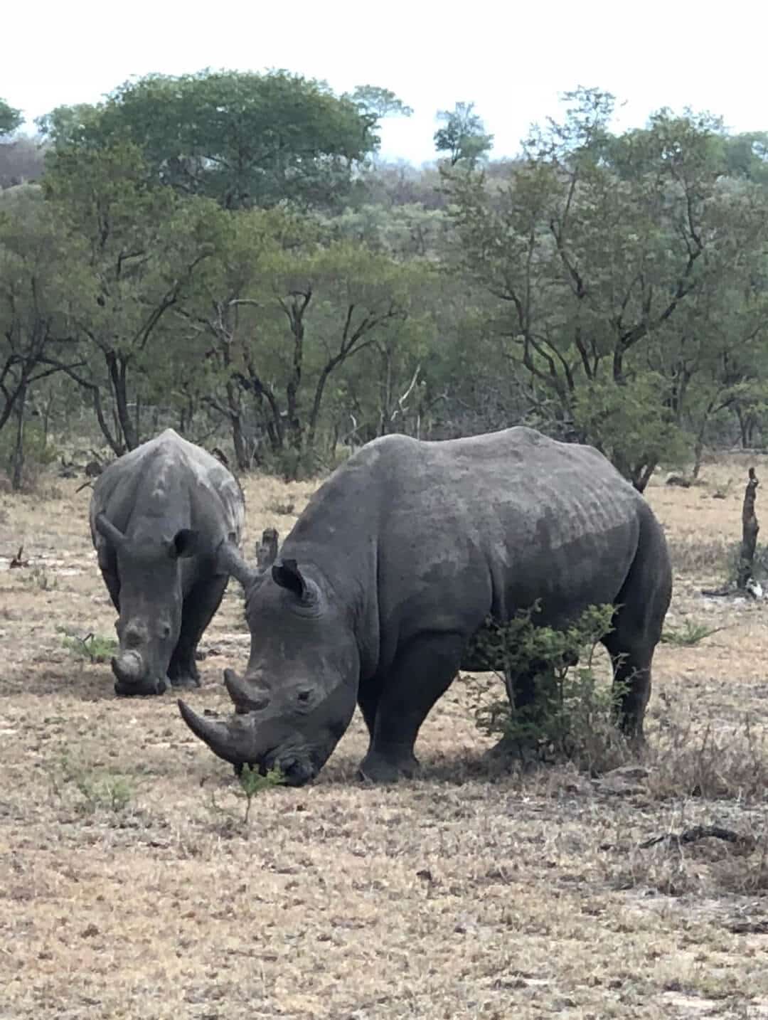 Rhino on savannah in national park of africa