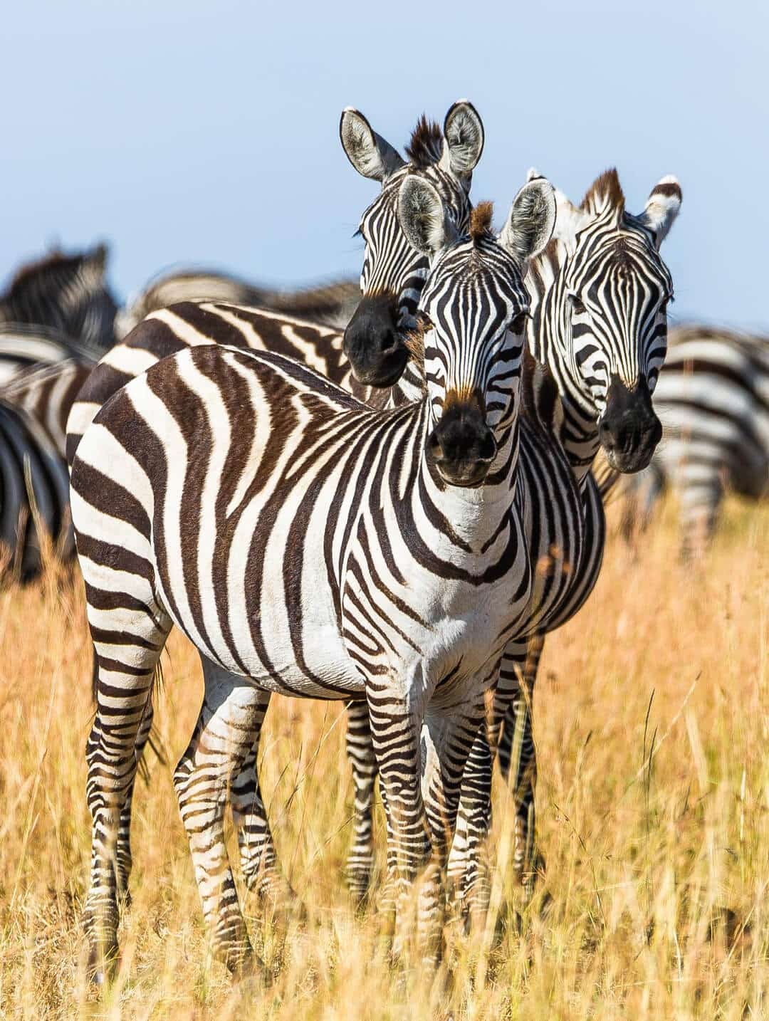 Large herds providing spectacular game viewing