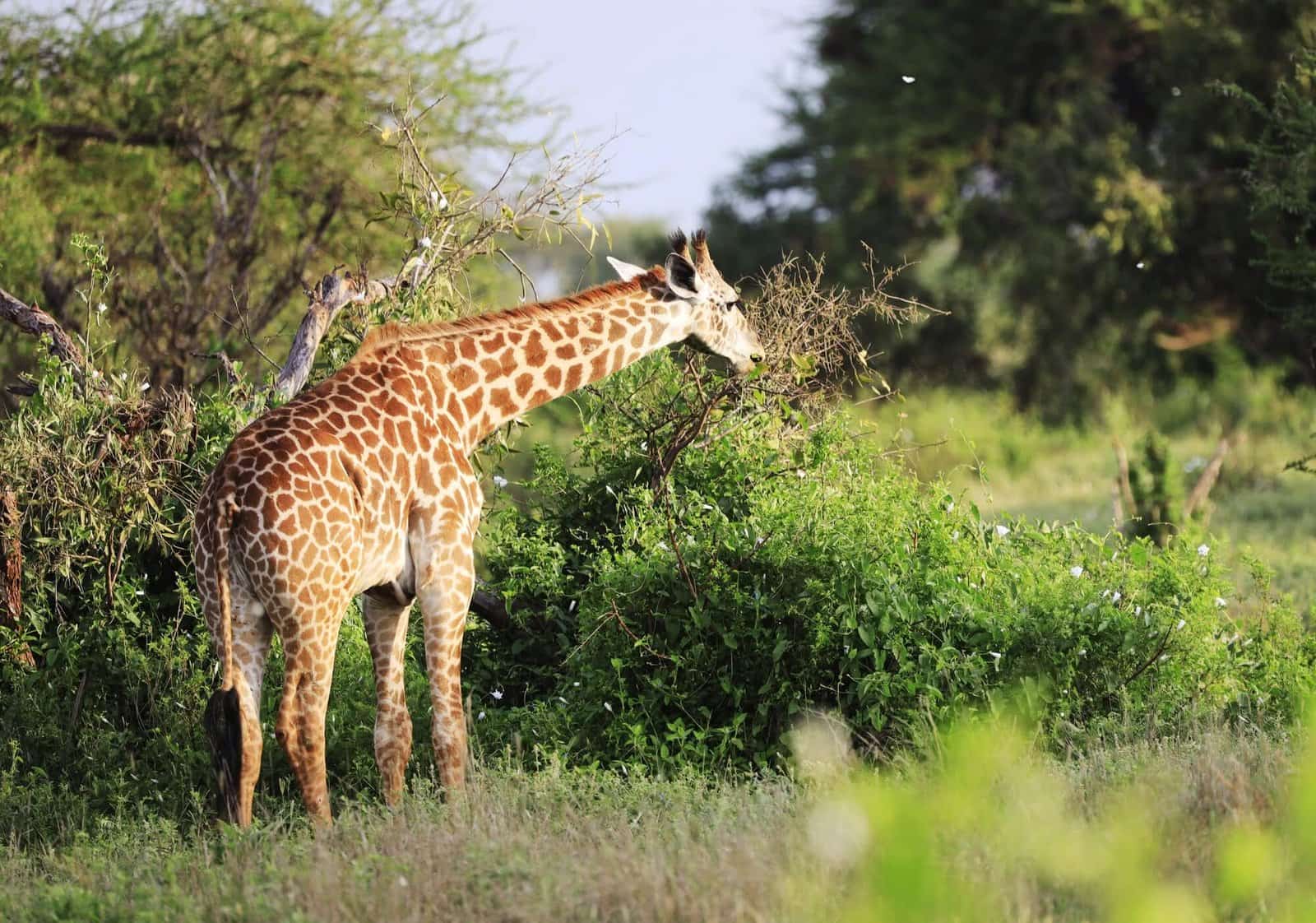 East Africa Serengeti