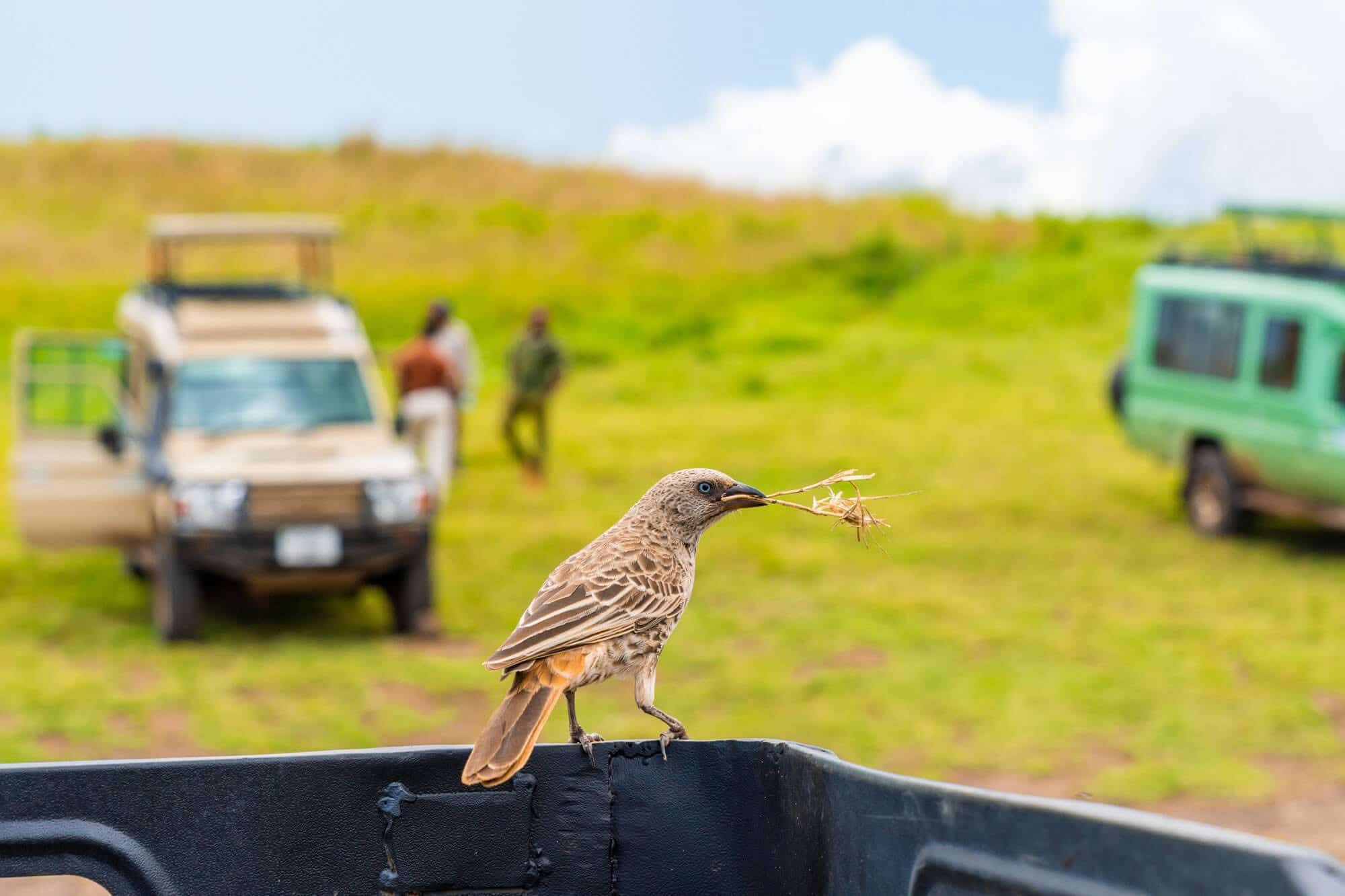 Fly Camping in Tanzania – Authentic Wilderness Safari Experience