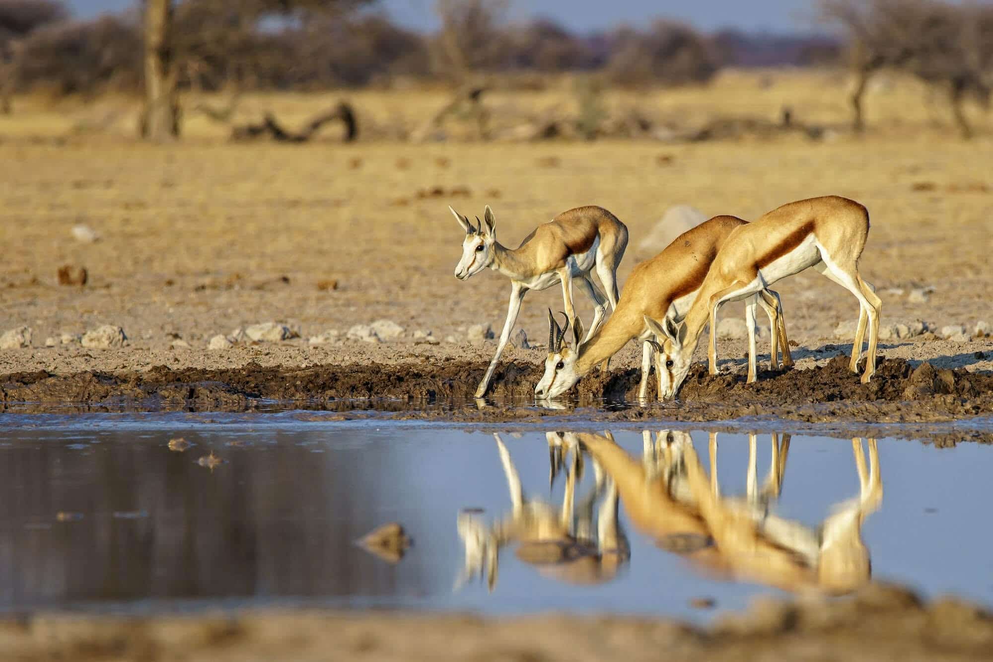 Northern vs Southern Circuit Tanzania – Wildlife Safari Comparison