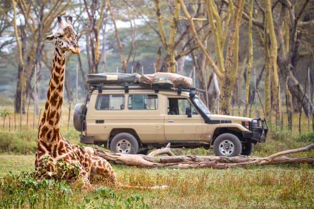 Giraffe resting near a safari vehicle during a 7-day Tanzania safari itinerary in Serengeti National Park.