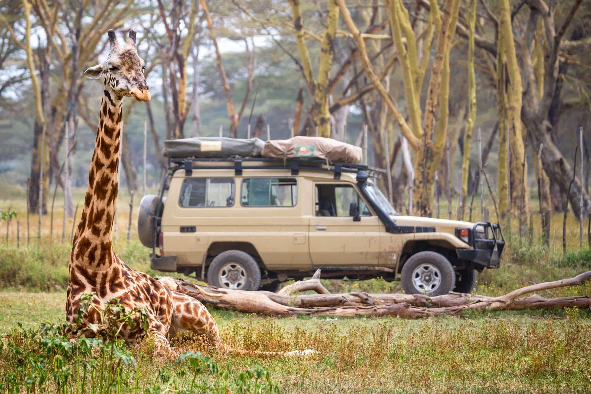 Giraffe resting near a safari vehicle during a 7-day Tanzania safari itinerary in Serengeti National Park.