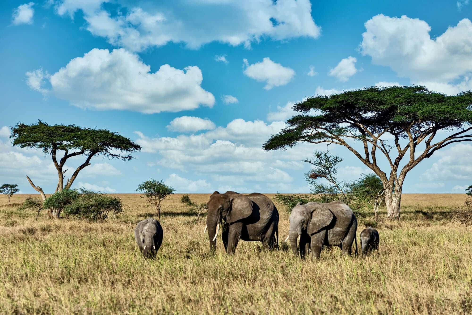 Elephant herd in Tanzania's savanna during a Tanzania safari and Zanzibar holiday.